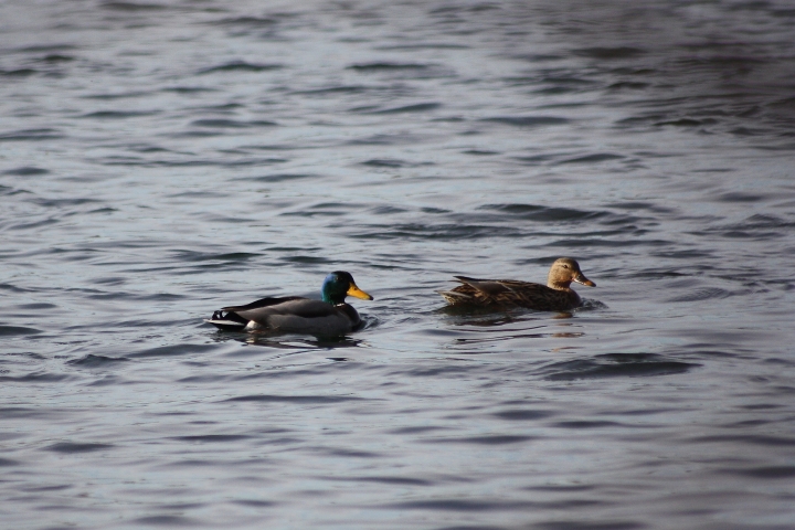 uccelli del fiume Ticino